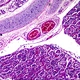 Binocular Biological Microscope