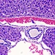 Binocular Biological Microscope